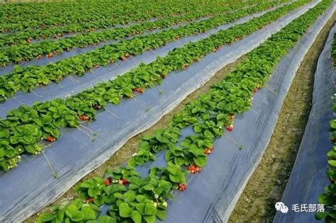 生升无土栽培基质 草莓盆栽大棚种植土 椰糠土泥炭土有机营养土-阿里巴巴
