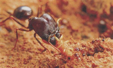 全异巨首蚁-中国昆虫生态-图片