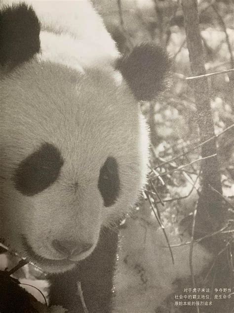 大熊猫：世界性的成功保护故事_www.isenlin.cn