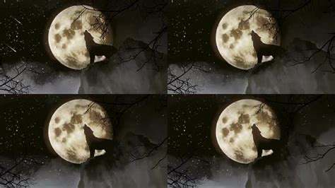 对着月亮嚎叫的狼图片免费下载_红动中国
