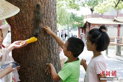 为吃玉米“倒挂金钩” 杭州西湖边的松鼠不怕人-新闻中心-温州网