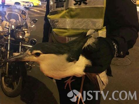 有人认识这只鸟吗？南京执勤民警救助受伤的小鸟