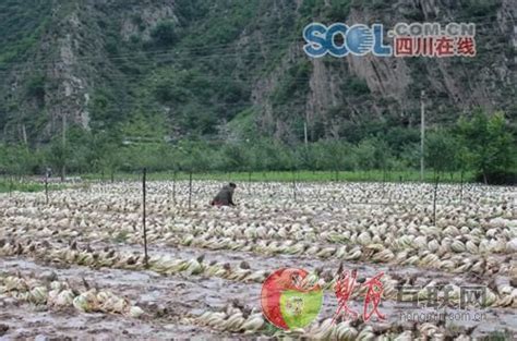 四川阿坝州理县逾万吨大白菜滞销 很多烂在地里_市场行情_农民互联网