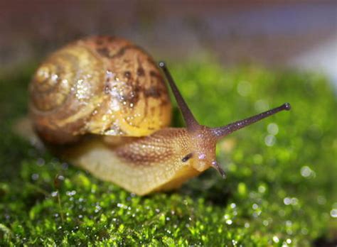 为什么说蜗牛是牙齿最多的动物？_科普中国网