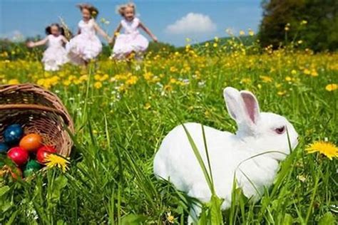 兔年出生几月命最好 属兔的宝宝几月出生命最旺 - 万年历