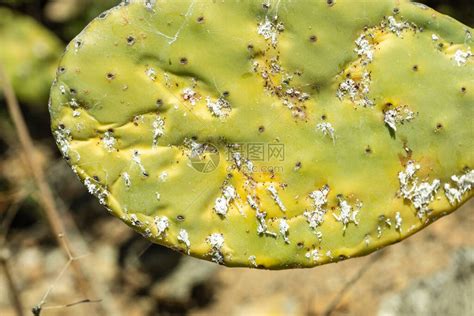 近距离观察濒临的仙人掌又名Cactus高清图片下载-正版图片503920046-摄图网