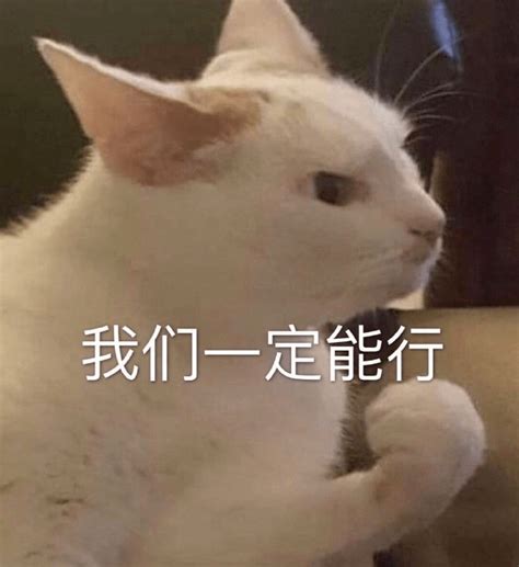 表情包：今天我也是一只棒棒的小猫咪_猫猫