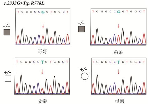 Amh基因定点敲入2A-Cre的杂合子小鼠模型构建方法及其应用与流程