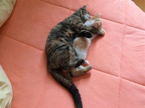 猫咪说梦话的5个理由，不只是跟做梦有关，也可能是“鬼压床”了_痉挛