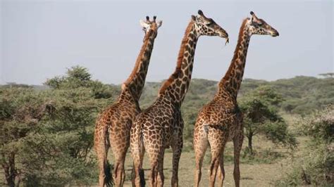 世界上最大世界上最高的动物是什么_三顶新知