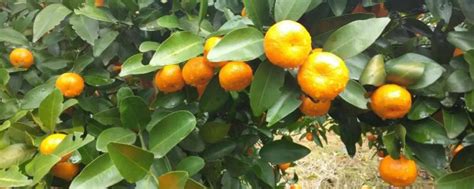 叶子近距离的绿色柠檬在树上生长在花园背景中收获柑橘水果分支农业高清图片下载-正版图片307887422-摄图网