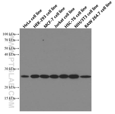 EIF4E Antibody 66655-1-Ig | Proteintech