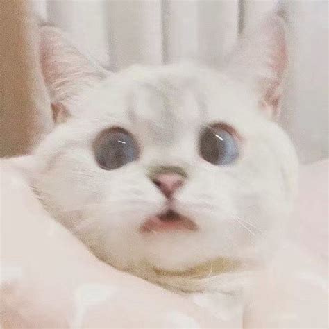猫头头像 非主流
