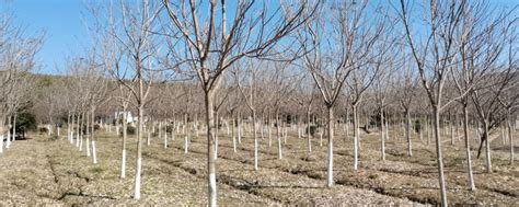 贵州黔西：苗木种植助农增收-人民图片网
