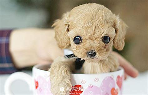茶杯犬多少钱一只 - 茶杯宠物网