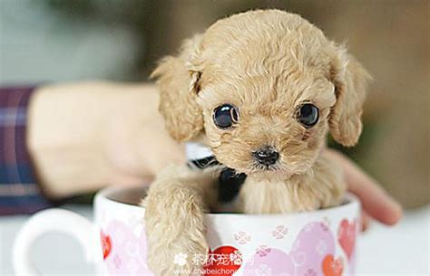 茶杯狗图片