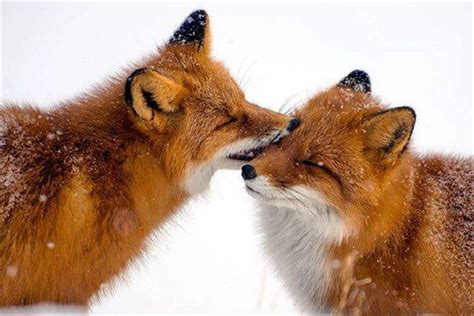 狐狸吃什么食物，狐狸的觅食习性 - 农敢网