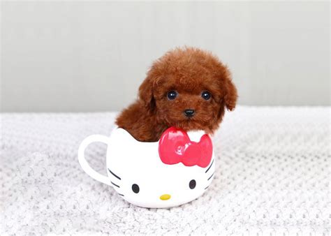 最可爱的茶杯狗图片大全 - 茶杯宠物网