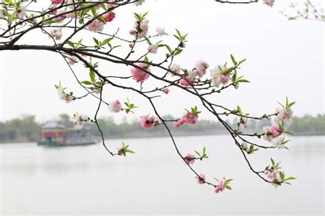 【心语】春天如约而至，胜利就在眼前_武汉华天园林集团有限公司
