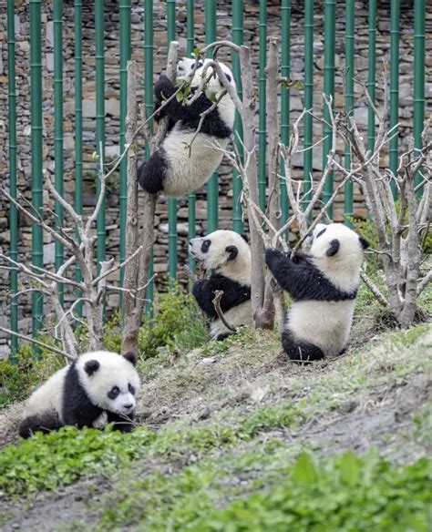 大熊猫的生活特点，特别喜欢睡觉，主要以竹子为食 - 农敢网