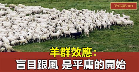 羊群中必定有一只领头羊，它是怎么来的？是天生还是人工培养的？|牧羊人|羊群|牧羊犬_新浪新闻
