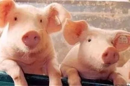 2020年08月28日猪价——最新生猪报价_凤凰网视频_凤凰网