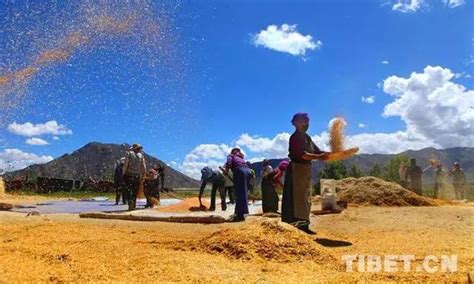 西藏墨竹工卡县：收获青稞_时图_图片频道_云南网
