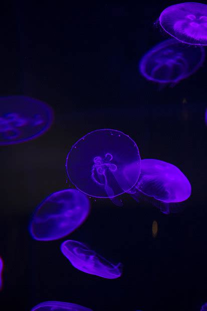 明亮的水母漂浮黑暗的海水中高清图片下载-正版图片300167953-摄图网