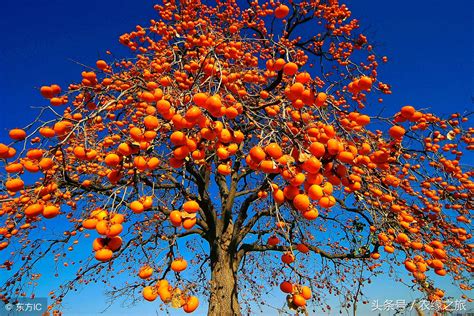 秋天柿子树挂满了熟透的果实仿佛什么-百度经验