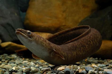 海洋中常见的鳗鱼种类