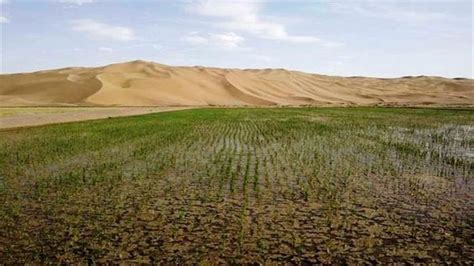 袁隆平团队在迪拜沙漠种出水稻，这一次，中国输出的是技术!--新盛唐集团
