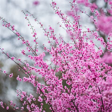 春花烂漫：拍摄于成都植物园|摄影|生态|聚格影像 - 原创作品 - 站酷 (ZCOOL)