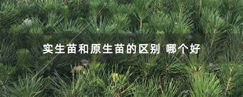 实生苗和原生苗的区别 哪个好-种植技术-中国花木网