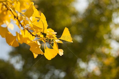 秋天的银杏叶高清图片下载-正版图片500694939-摄图网
