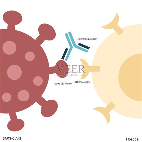 抗体产生的一般规律及其意义（免疫应答产生抗体的一般规律） – 碳资讯