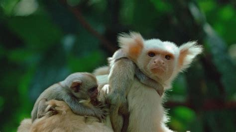 叶猴妈妈与幼崽 - 各类动物图片 - 地理教师网
