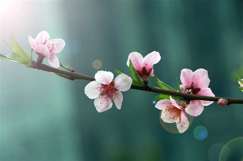 桃花依旧笑春风上一句是什么（一树繁英夺眼红，桃花依旧笑春风！桃红柳绿春又回。） | 说明书网