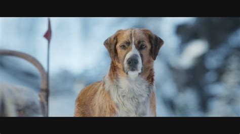 《送赞雪橇犬》-高清电影-完整版在线观看