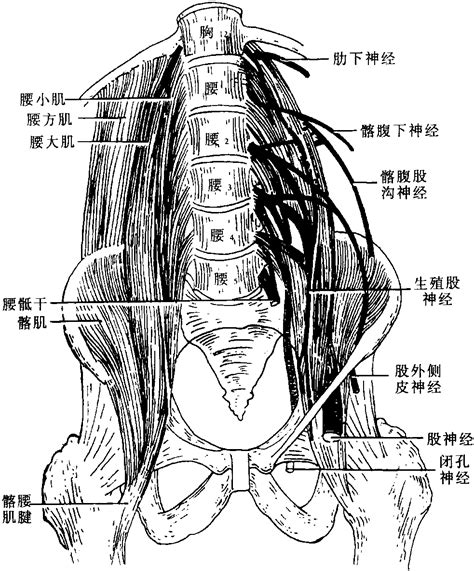 髂腰肌位置图片