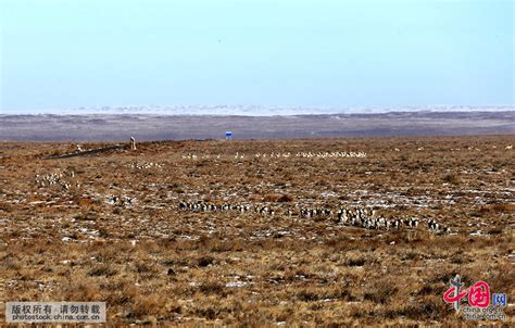 大批野生黄羊现身中蒙边境[组图]_图片中国_中国网