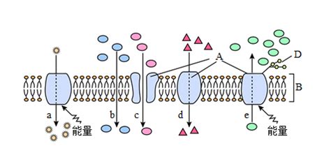 高一生物教案：细胞膜的结构示意图_高考_新东方在线