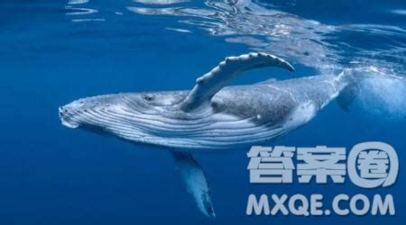《鲸》教学设计四.docx-得力文库