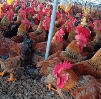 禾丰食品位列全球顶级肉鸡生产商第5名