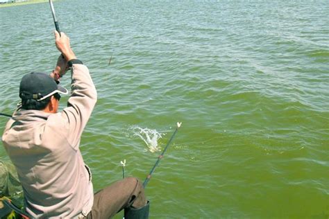 黑坑草鱼如何钓？黑坑草鱼的钓位、钓法、线组和用饵技巧 - 知乎