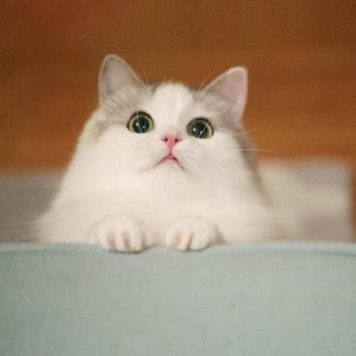 非主流头像猫咪