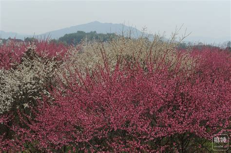 春暖花开，长沙街头姹紫千红-三湘都市报