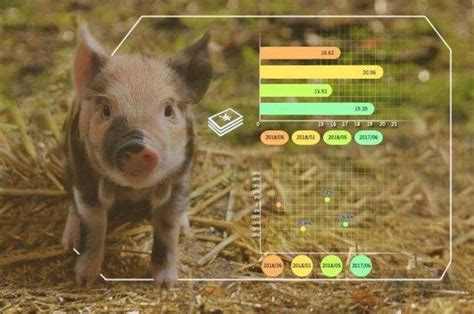 山西晋中电视台：山西农信互联猪联网开启智慧养猪新模式 - 猪好多网
