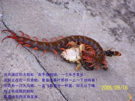 详解蜈蚣 [图] _中国钓鱼人网