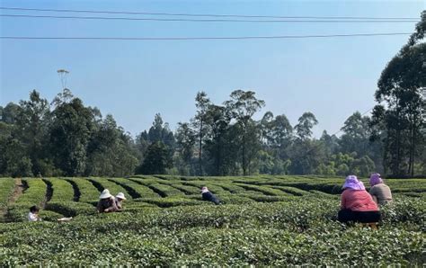 自贡荣县：观山茶农采收春茶 留住“春天”的味道|自贡市_新浪新闻