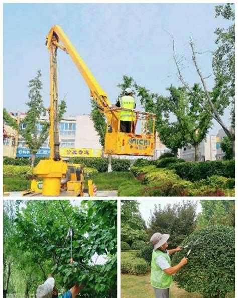 单县园林绿化服务中心：加强夏季苗木修剪工作__财经头条